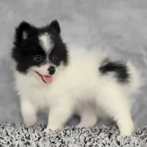 Male Pomeranian puppy named James for sale at Puppy Dreams - Junction City.