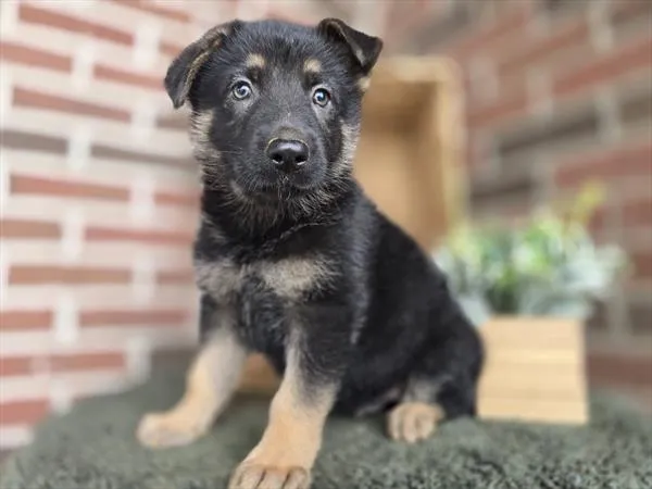 Male German Shepherd puppy for sale at Puppy Dreams - Wichita West.