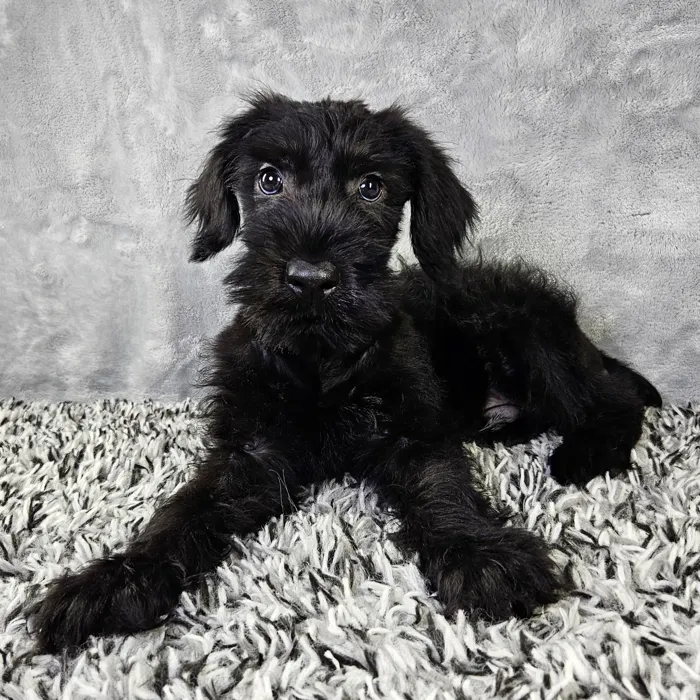 Male Giant Schnauzer puppy named Spooky for sale at Puppy Dreams - Junction City.