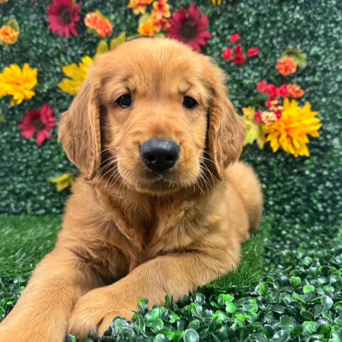 Female Golden Retriever puppy named Zara for sale at Puppy Dreams - Wichita West.