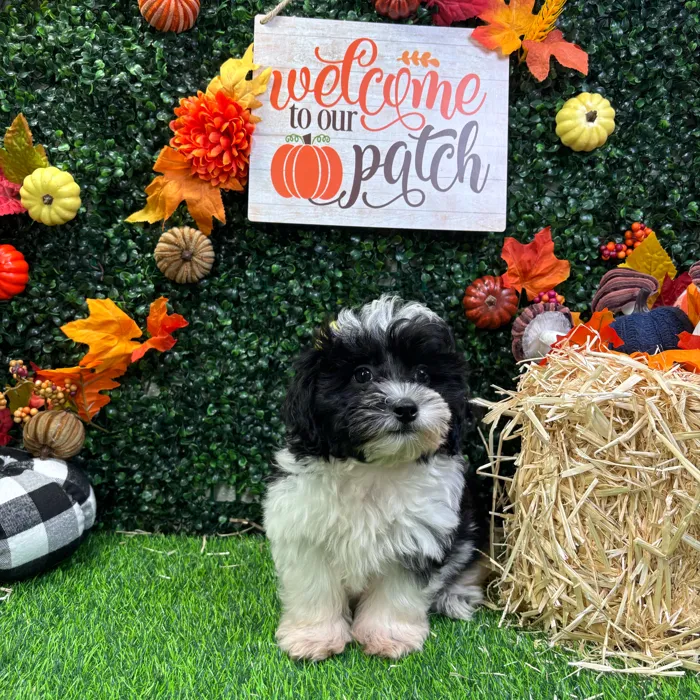 Male Shipoo puppy named Oreo for sale at Puppy Dreams - Wichita West.