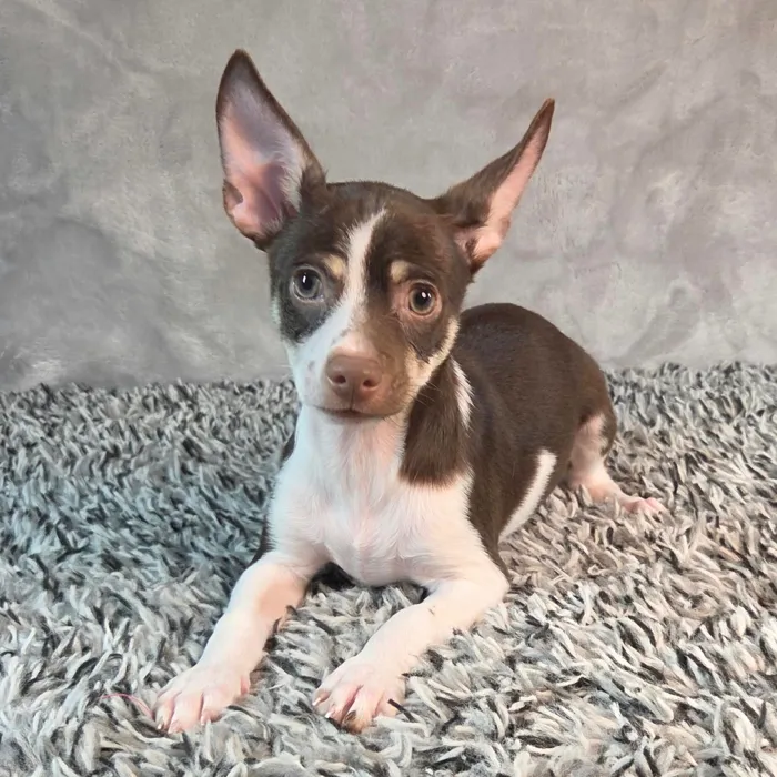 Male Chihuahua puppy named Cheech for sale at Puppy Dreams - Junction City.