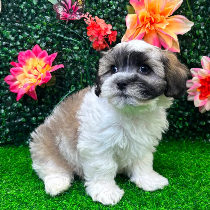 Male Teddy Bear puppy named Theo for sale at Puppy Dreams - Junction City.