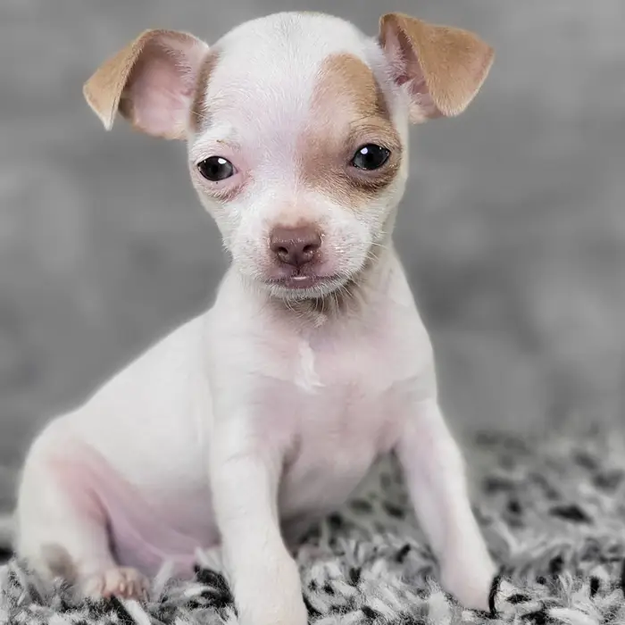 Male Chihuahua puppy named Jacob for sale at Puppy Dreams - Junction City.