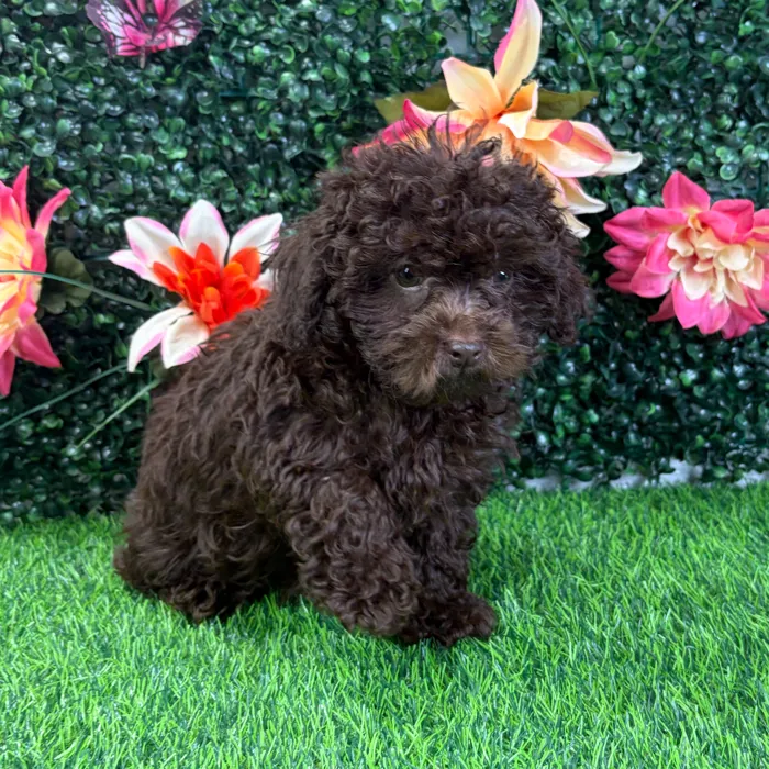 Male Shipoo puppy named Seymour for sale at Puppy Dreams - Wichita West.