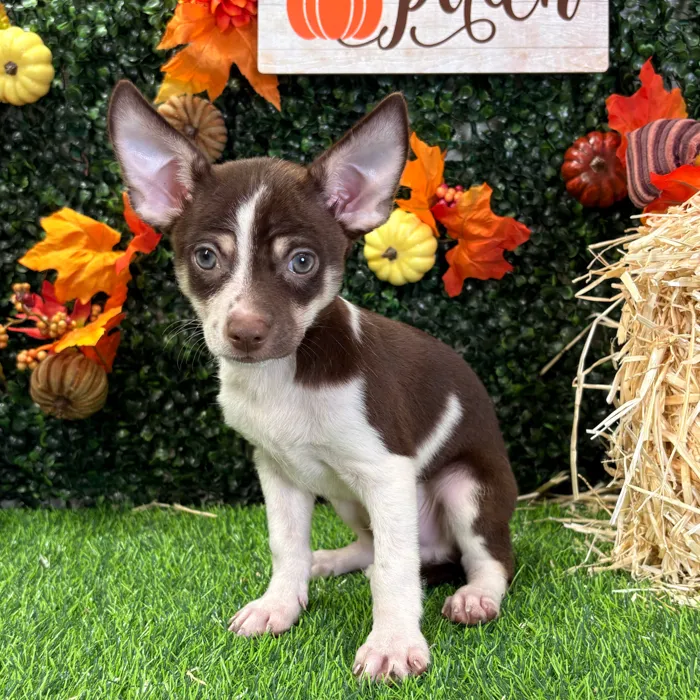 Male Chihuahua puppy named Chong for sale at Puppy Dreams - Junction City.
