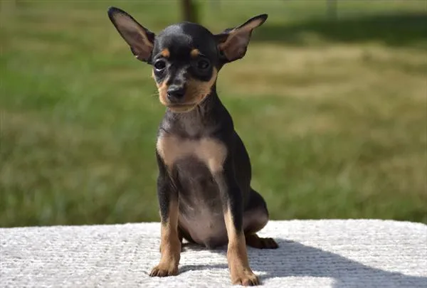 Male Min Pin puppy for sale at Puppy Dreams - Wichita West.