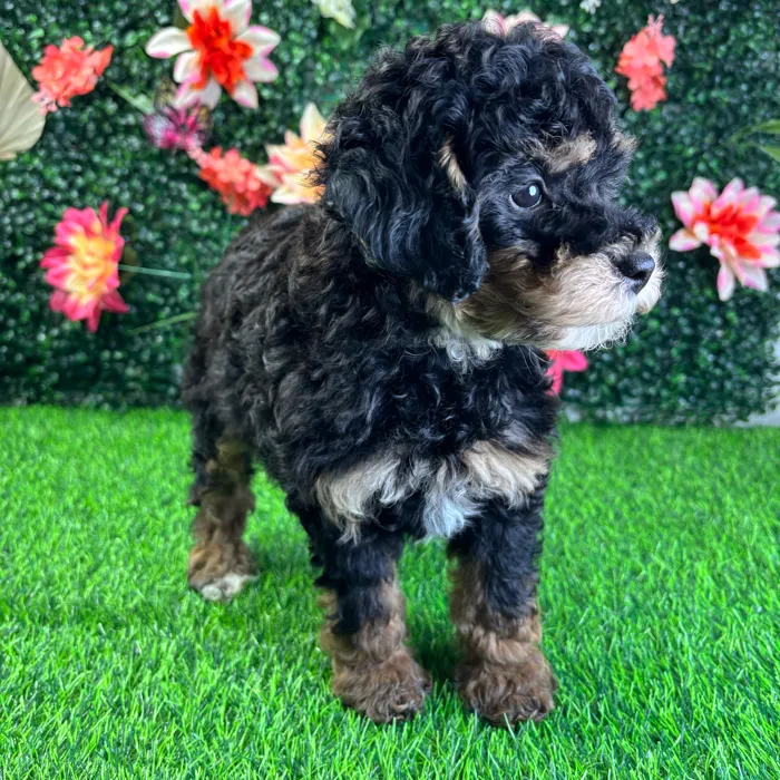 Female Bernedoodle Mini puppy named Harper for sale at Puppy Dreams - Junction City.