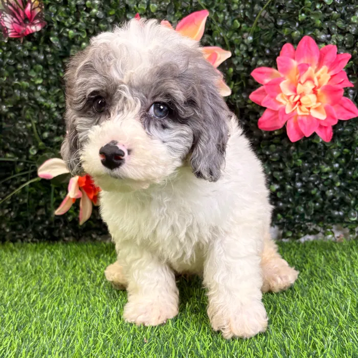 Male Bichon-Poodle puppy named Porter for sale at Puppy Dreams - Wichita West.
