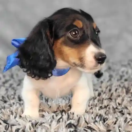 Male Dachshund puppy named General for sale at Puppy Dreams - Junction City.