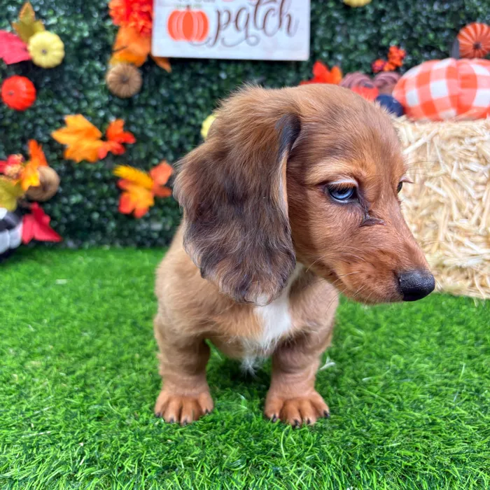 Female Dachshund puppy named Buffy for sale at Puppy Dreams - Wichita West.