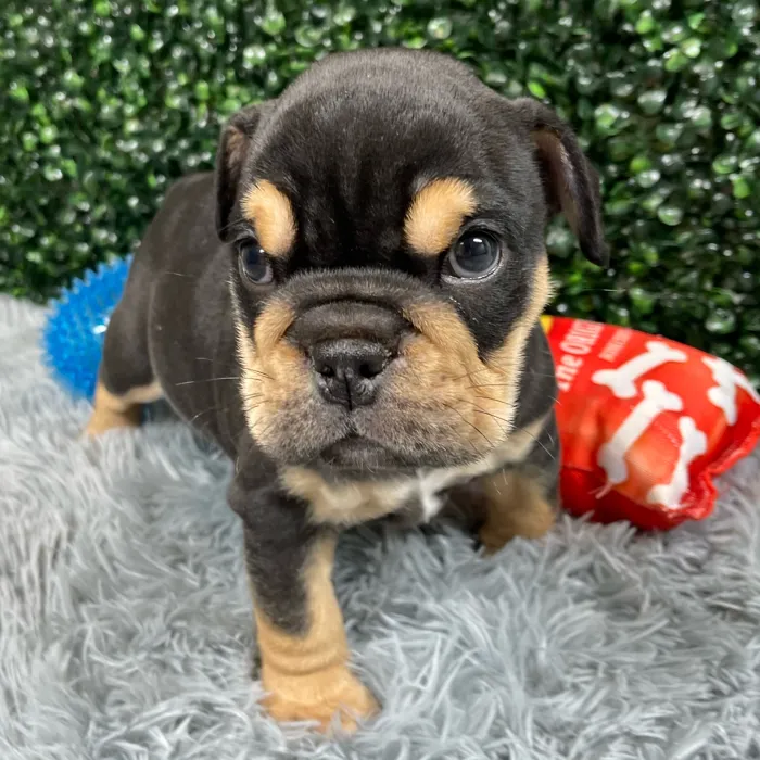 Male English Bulldog puppy named Dracco for sale at Puppy Dreams - Junction City.