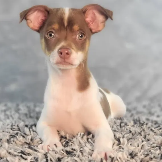 Male Chihuahua puppy named Thiago for sale at Puppy Dreams - Junction City.