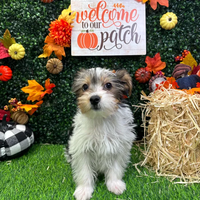 Male Yorkie puppy named Skeeter for sale at Puppy Dreams - Wichita West.