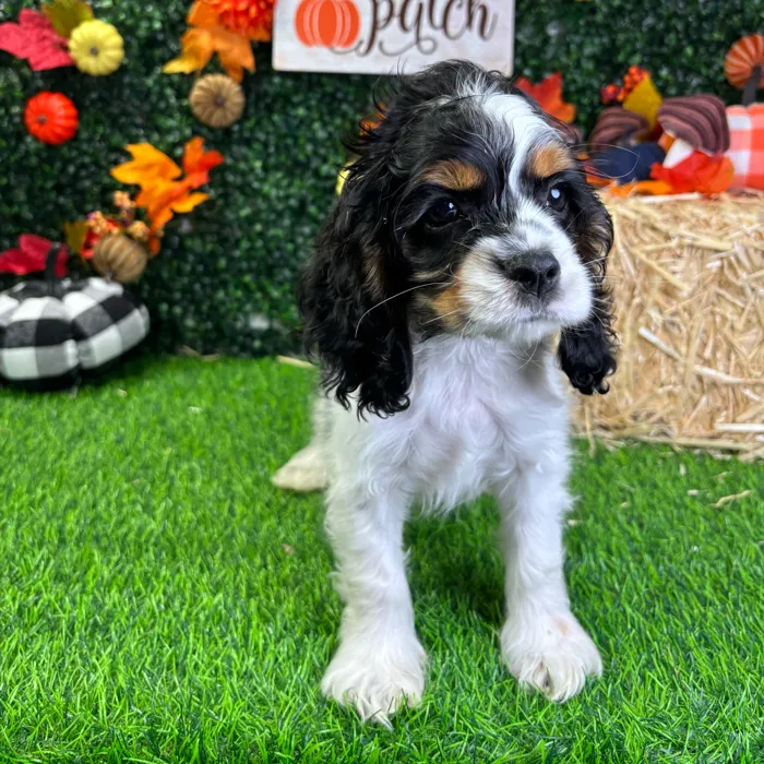 Male Cocker Spaniel puppy named Jerry for sale at Puppy Dreams - Wichita West.