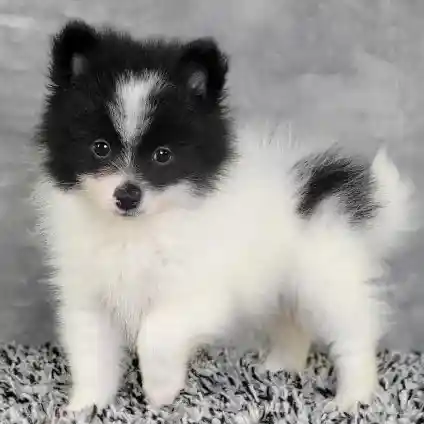 Male Pomeranian puppy named James for sale at Puppy Dreams - Junction City.
