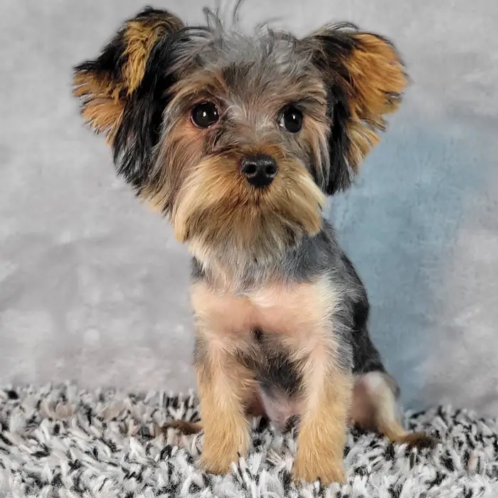Male Yorkie puppy named Andy for sale at Puppy Dreams - Junction City.