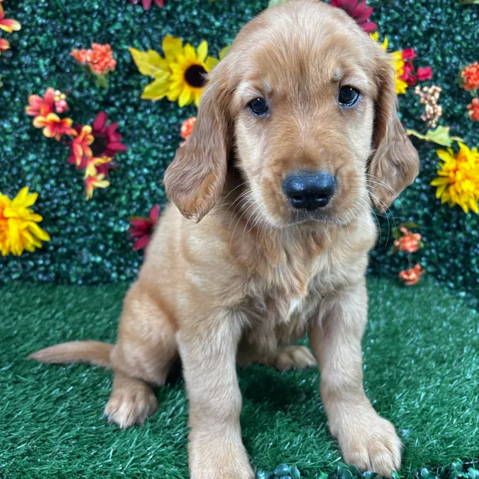 Female Golden Retriever puppy named Zara for sale at Puppy Dreams - Wichita West.