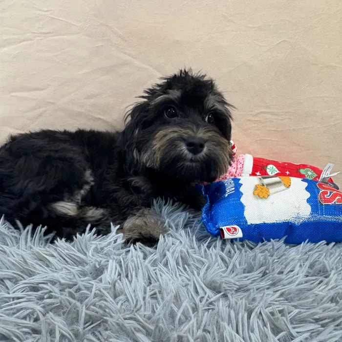 Male Morkie puppy named James for sale at Puppy Dreams - Wichita West.