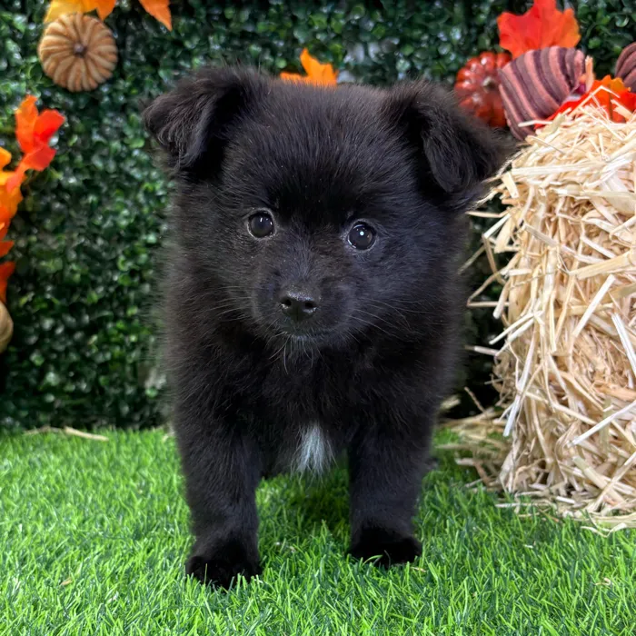 Female Pomchi puppy named Lillith for sale at Puppy Dreams - Junction City.