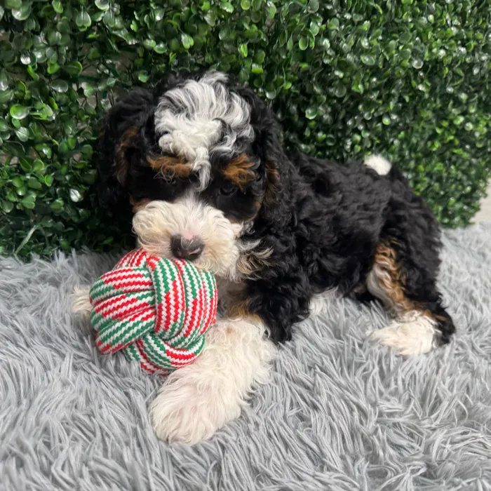 Female Bernedoodle-Mini Poodle puppy named Monica for sale at Puppy Dreams - Wichita West.