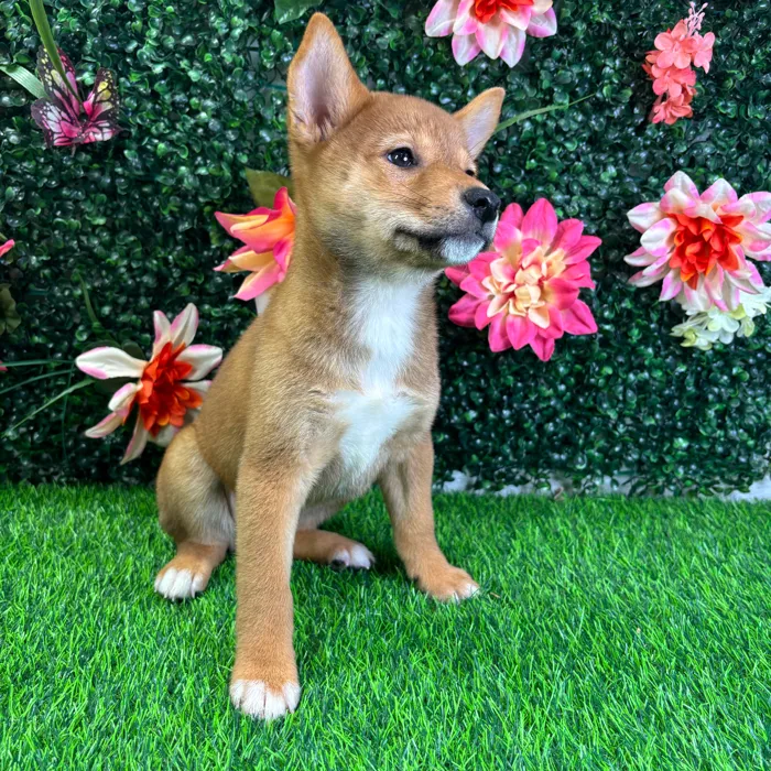Female Shiba Inu puppy named Oni for sale at Puppy Dreams - Wichita West.
