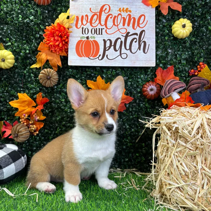 Female Pembroke Welsh Corgi puppy named Lilo for sale at Puppy Dreams - Wichita West.