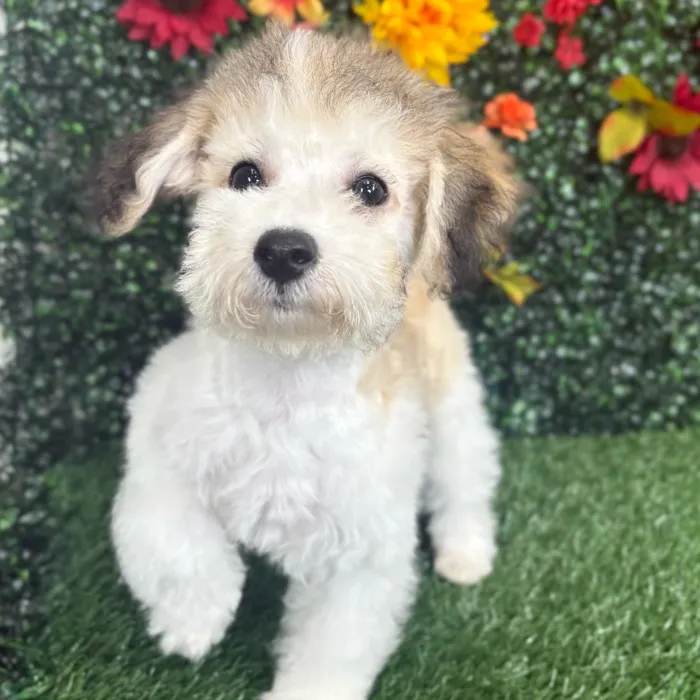 Male Bichon-Poodle puppy named Pluto for sale at Puppy Dreams - Wichita West.