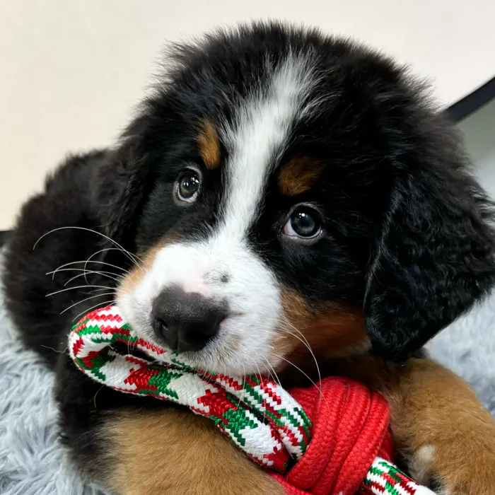 Male Bernese Mountain Dog puppy named Walter for sale at Puppy Dreams - Junction City.