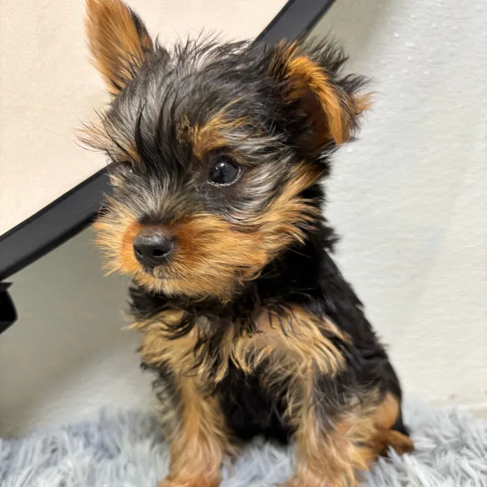 Male Yorkie puppy named Ronald for sale at Puppy Dreams - Wichita West.