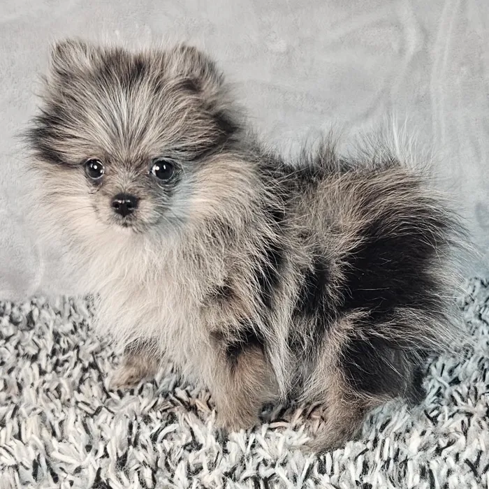 Female Pomeranian puppy named Zuzu for sale at Puppy Dreams - Junction City.