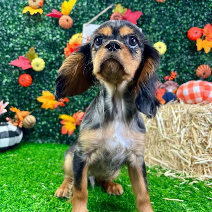 Male Cavalier King Charles Spaniel puppy named Pierre for sale at Puppy Dreams - Wichita West.