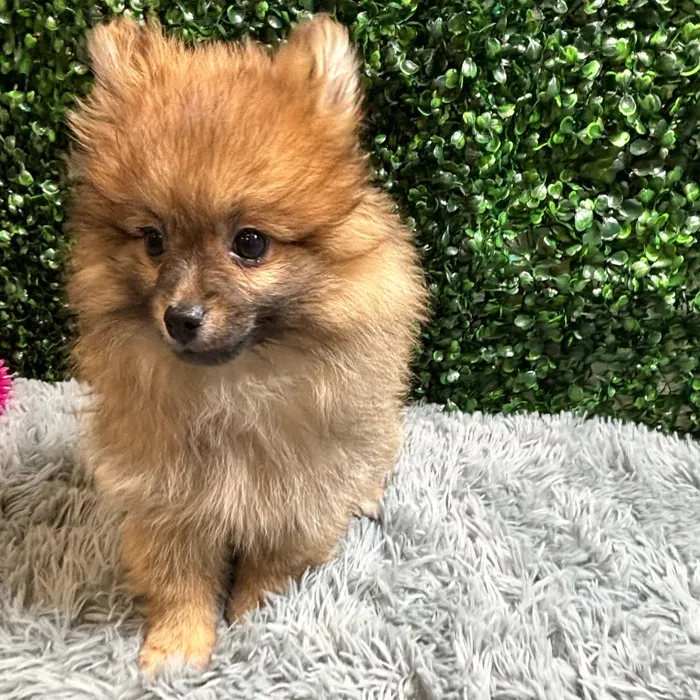 Male Pomeranian puppy named Corey for sale at Puppy Dreams - Wichita West.