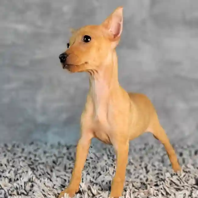 Female Min Pin puppy named Sandy for sale at Puppy Dreams - Junction City.