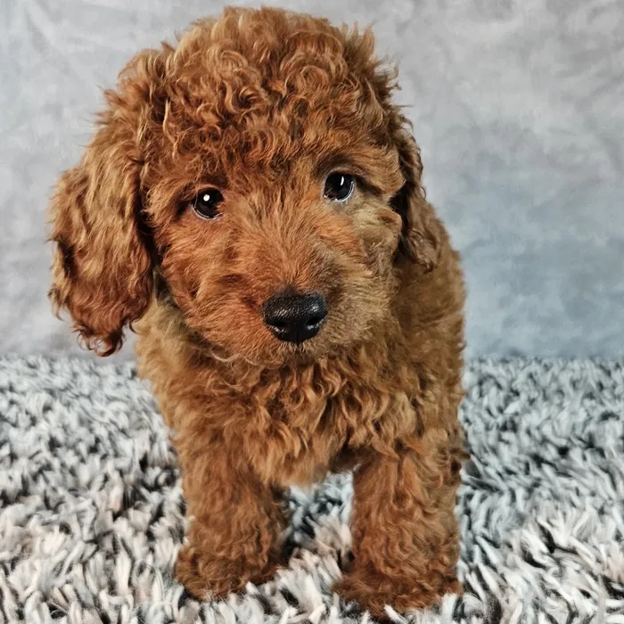 Male Mini Goldendoodle puppy named Oscar for sale at Puppy Dreams - Junction City.