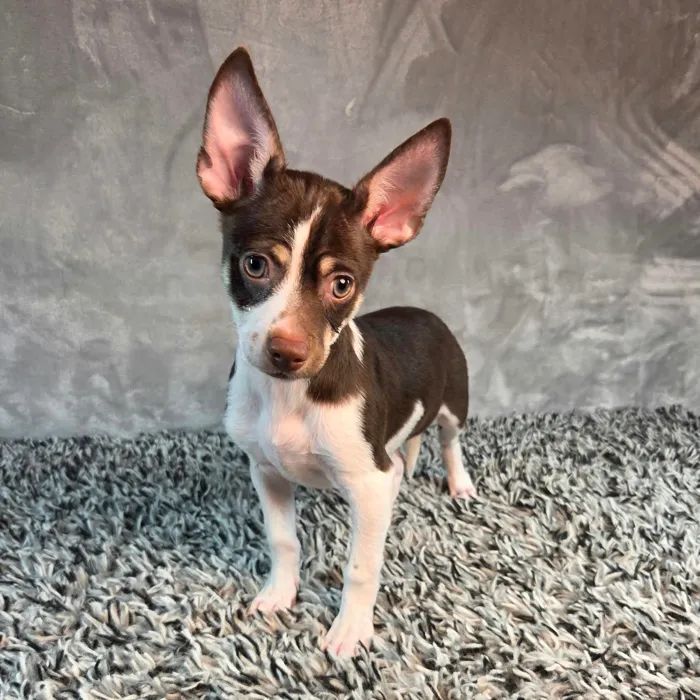 Male Chihuahua puppy named Cheech for sale at Puppy Dreams - Junction City.