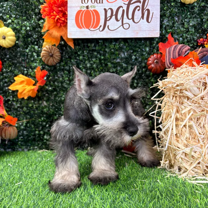 Female Mini Schnauzer puppy named Pippin for sale at Puppy Dreams - Wichita West.