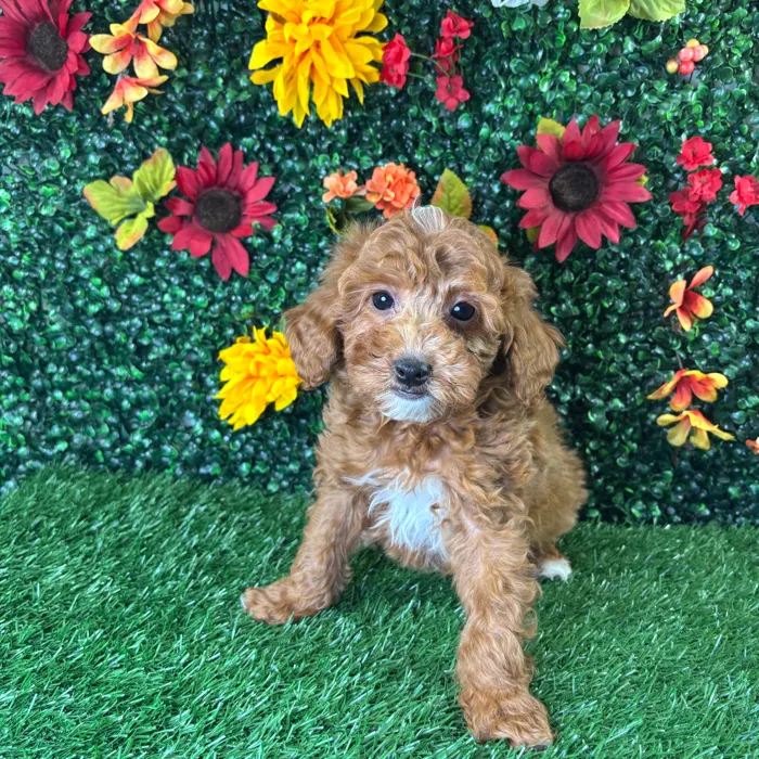 Male Shipoo puppy named Silas for sale at Puppy Dreams - Wichita West.