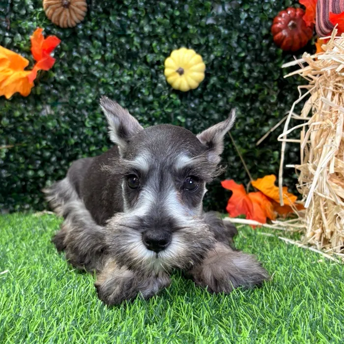 Female Mini Schnauzer puppy named Pippin for sale at Puppy Dreams - Wichita West.