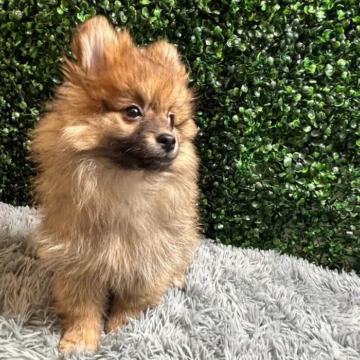 Male Pomeranian puppy named Corey for sale at Puppy Dreams - Wichita West.