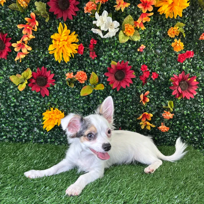 Male Chihuahua puppy named Eggnog for sale at Puppy Dreams - Wichita West.
