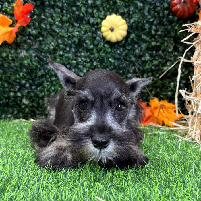 Male Mini Schnauzer puppy named Scottie for sale at Puppy Dreams - Wichita West.