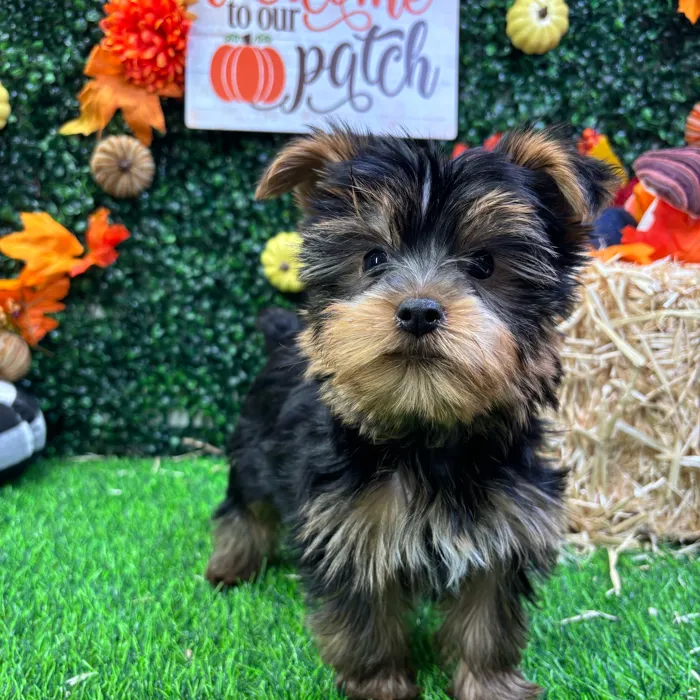 Male Yorkie puppy named Bowie for sale at Puppy Dreams - Wichita West.