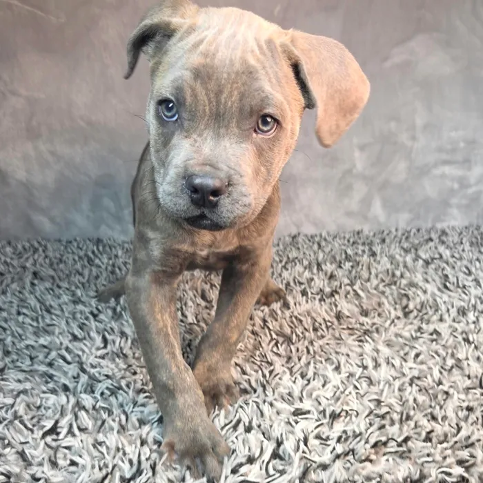 Male Cane Corso puppy named Jason for sale at Puppy Dreams - Junction City.