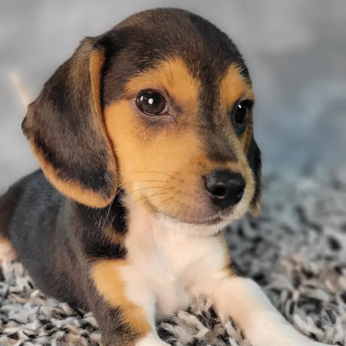 Male Beagle puppy named Buddy for sale at Puppy Dreams - Junction City.