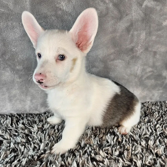 Male Welsh Corgi puppy named Cow for sale at Puppy Dreams - Junction City.