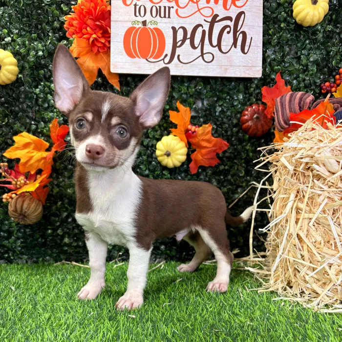 Male Chihuahua puppy named Cheech for sale at Puppy Dreams - Wichita West.