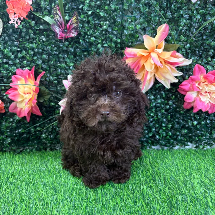 Male Shipoo puppy named Seymour for sale at Puppy Dreams - Wichita West.