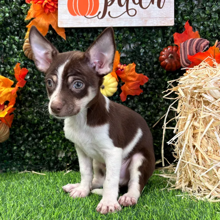 Male Chihuahua puppy named Chong for sale at Puppy Dreams - Junction City.