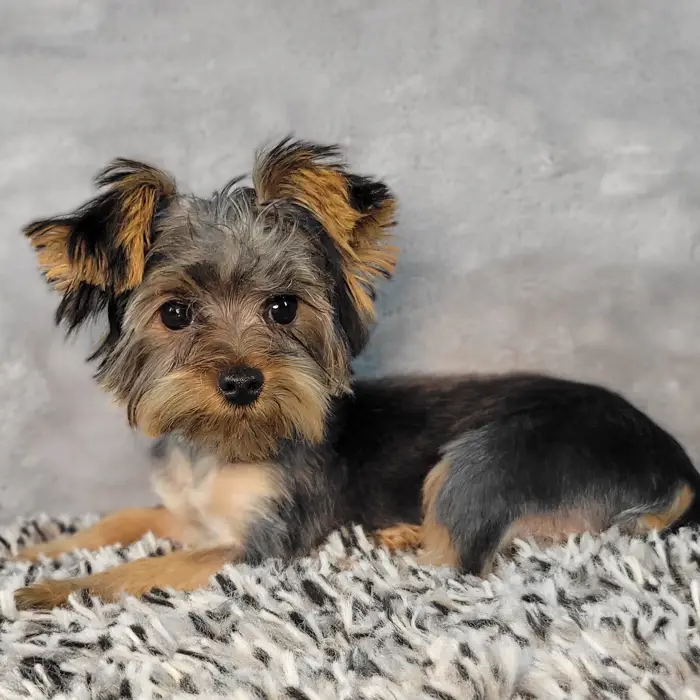 Male Yorkie puppy named Andy for sale at Puppy Dreams - Junction City.